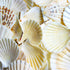 Creamy beige scallop shells 1 kg